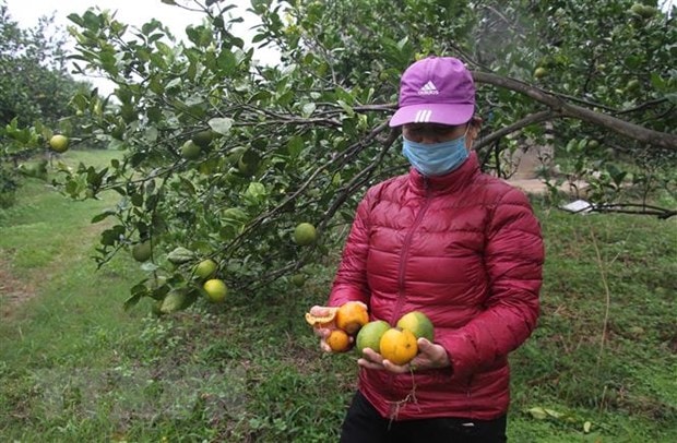 Nghe An: Cam Vinh vao vu nhung mat gia, vang bong thuong lai thu mua hinh anh 1