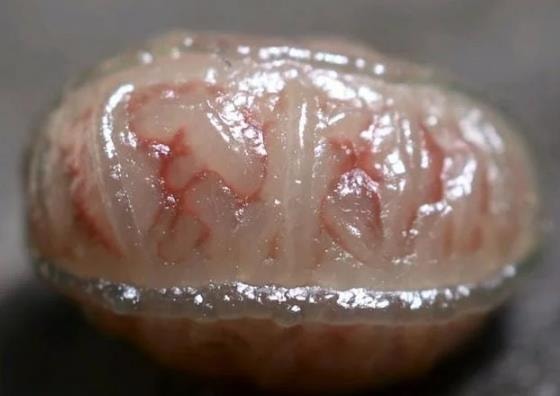 Cào nghêu được cục đá trông như não người, ông bác bán giá rẻ mạt mới tá hỏa biết đã nhầm - Ảnh 2. Cào nghêu được cục đá trông như não người, ông bác bán giá rẻ mạt mới tá hỏa biết đã nhầm - Ảnh 2.