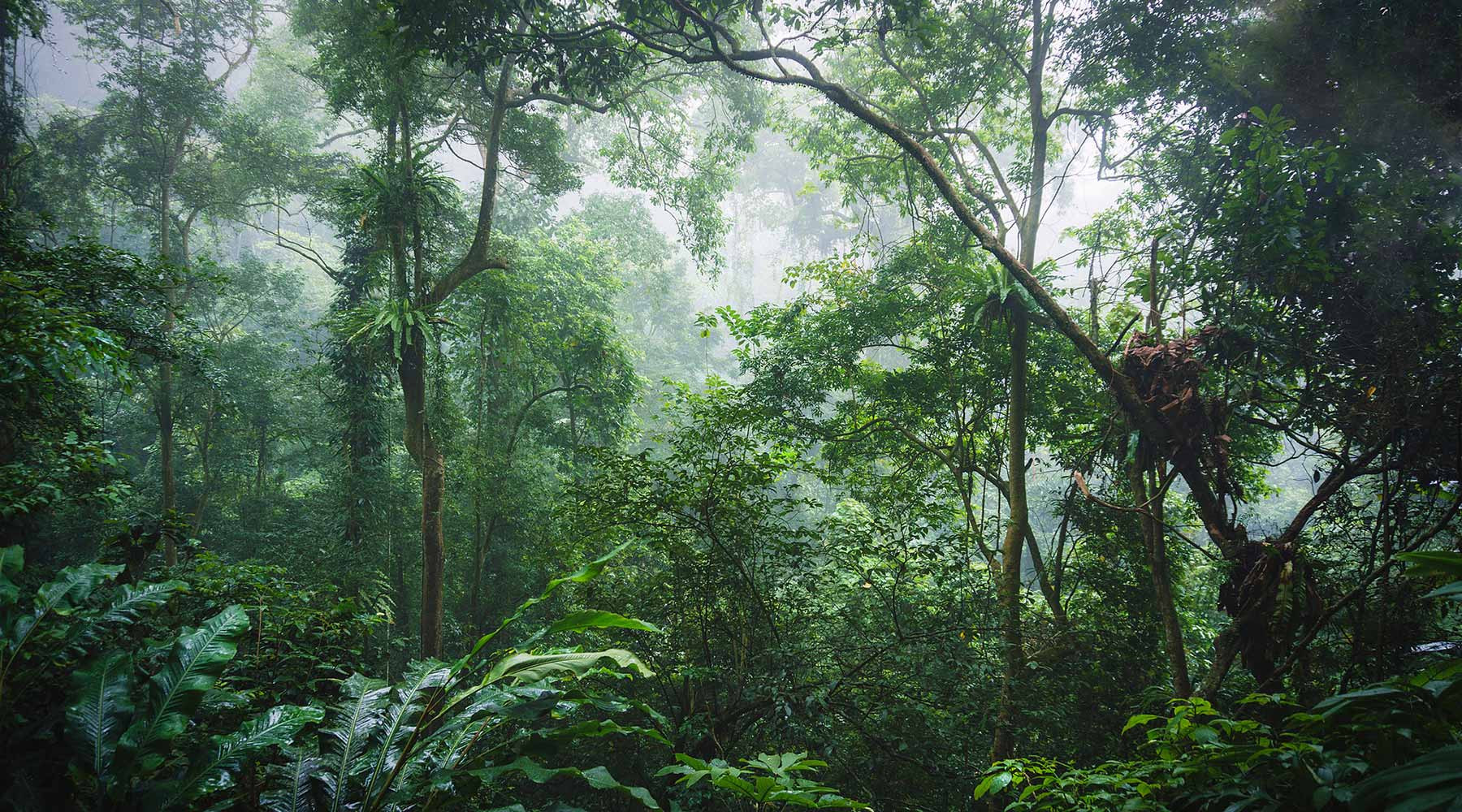 Có gì đặc biệt ở vườn quốc gia Cúc Phương mà được vinh danh hàng đầu châu Á 2021 - 1