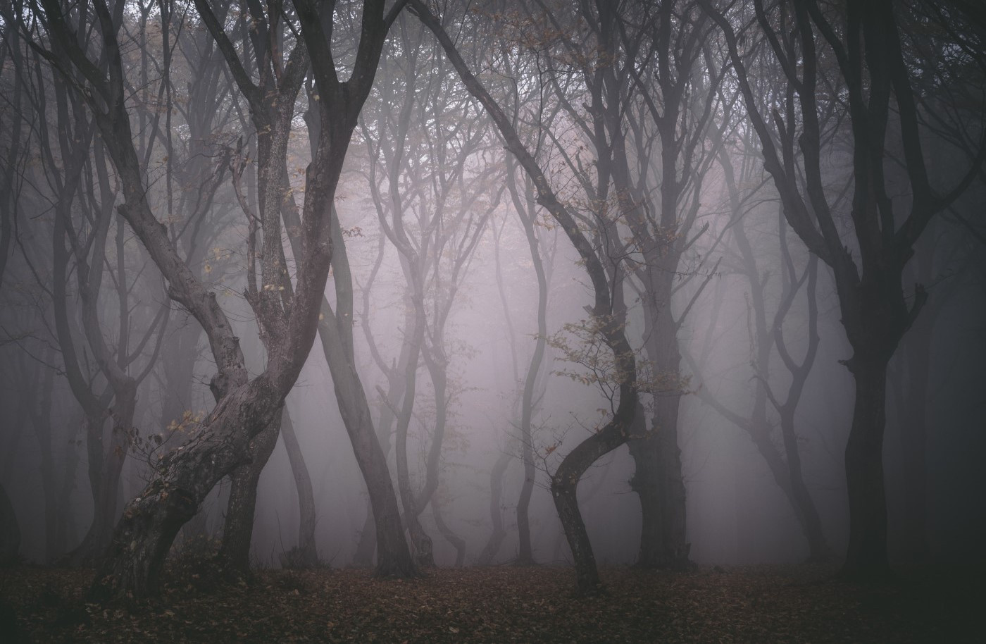Những hiện tượng siêu nhiên trong khu rừng “Tam giác quỷ” nổi tiếng ở châu Âu - 7