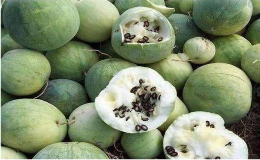 Trên sa mạc bất ngờ mọc vô số quả dưa hấu, chuyên gia: Có khát cũng không được chạm vào - Ảnh 5. Trên sa mạc bất ngờ mọc vô số quả dưa hấu, chuyên gia: Có khát cũng không được chạm vào - Ảnh 5.