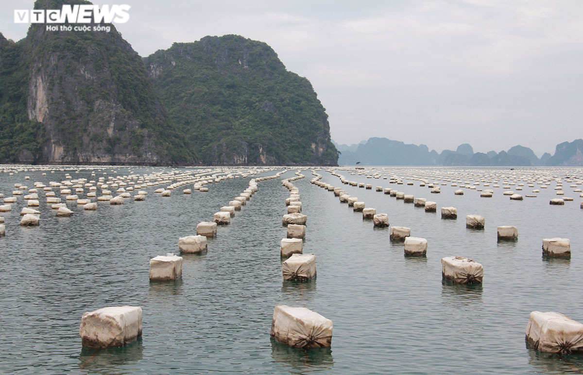Ảnh: Rác thải đại dương trôi dạt khắp nơi trên vịnh Bái Tử Long, Quảng Ninh - 16