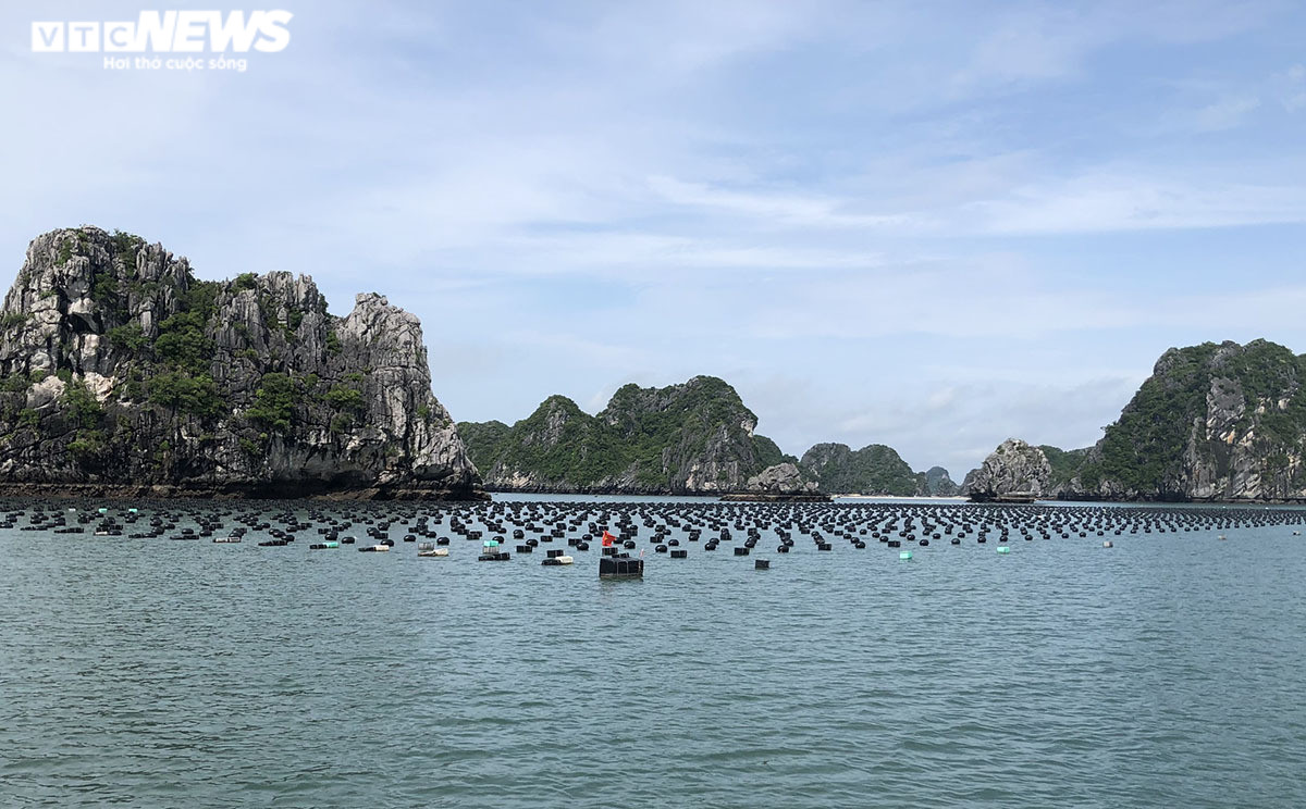 Ảnh: Rác thải đại dương trôi dạt khắp nơi trên vịnh Bái Tử Long, Quảng Ninh - 18