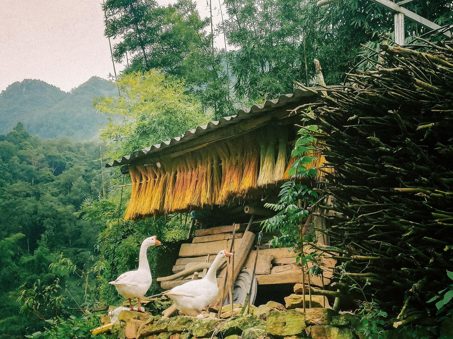 Lạc vào làng cổ trăm năm tuổi ở Hà Giang, đi lội suối bắt cá, uống rượu ngô men lá - 4