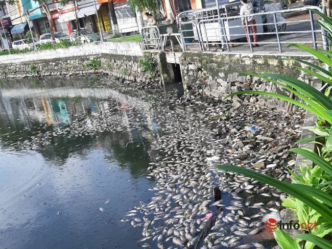 Đà Nẵng: Cá chết nổi trắng hồ Thạc Gián, người dân bịt mũi bỏ tập thể dục