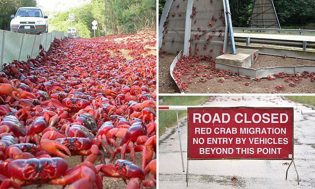 Hàng triệu cua đỏ xâm chiếm đảo lớn ở Australia - 1