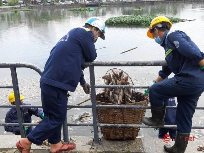 Xác định nguyên nhân cá chết nổi trắng hồ Thạc Gián ở Đà Nẵng