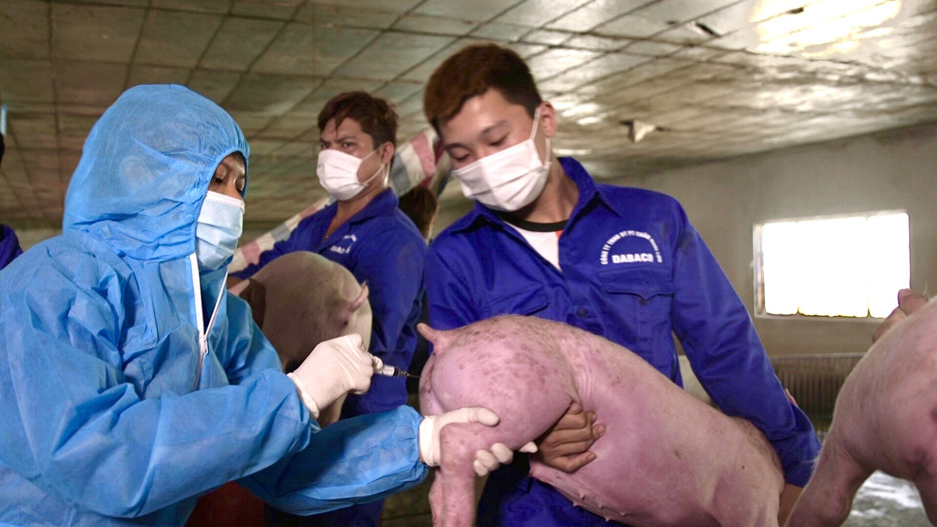 Dabaco đặt mục tiêu sớm sản xuất thương mại vaccine dịch tả lợn Châu Phi - 2