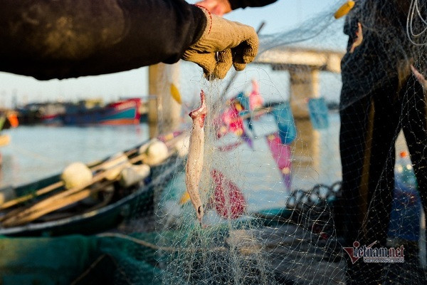 Loại cá 'trắng nõn nà' mang tên nhà nghèo, bắt đầy thuyền ngư dân thu tiền triệu