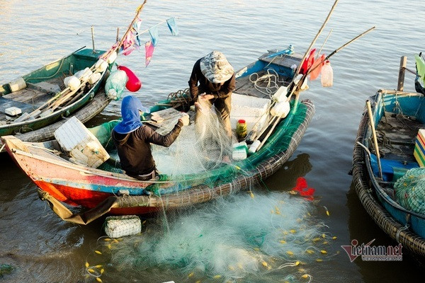 Loại cá 'trắng nõn nà' mang tên nhà nghèo, bắt đầy thuyền ngư dân thu tiền triệu