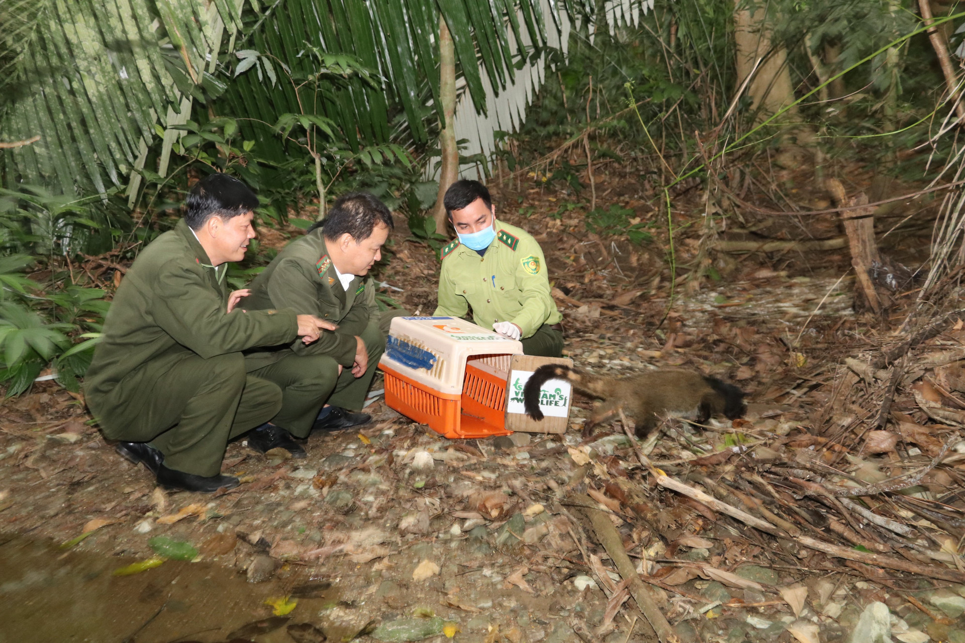 Thả số lượng cầy vòi mốc lớn nhất từ trước tới nay về rừng già Cúc Phương - 3