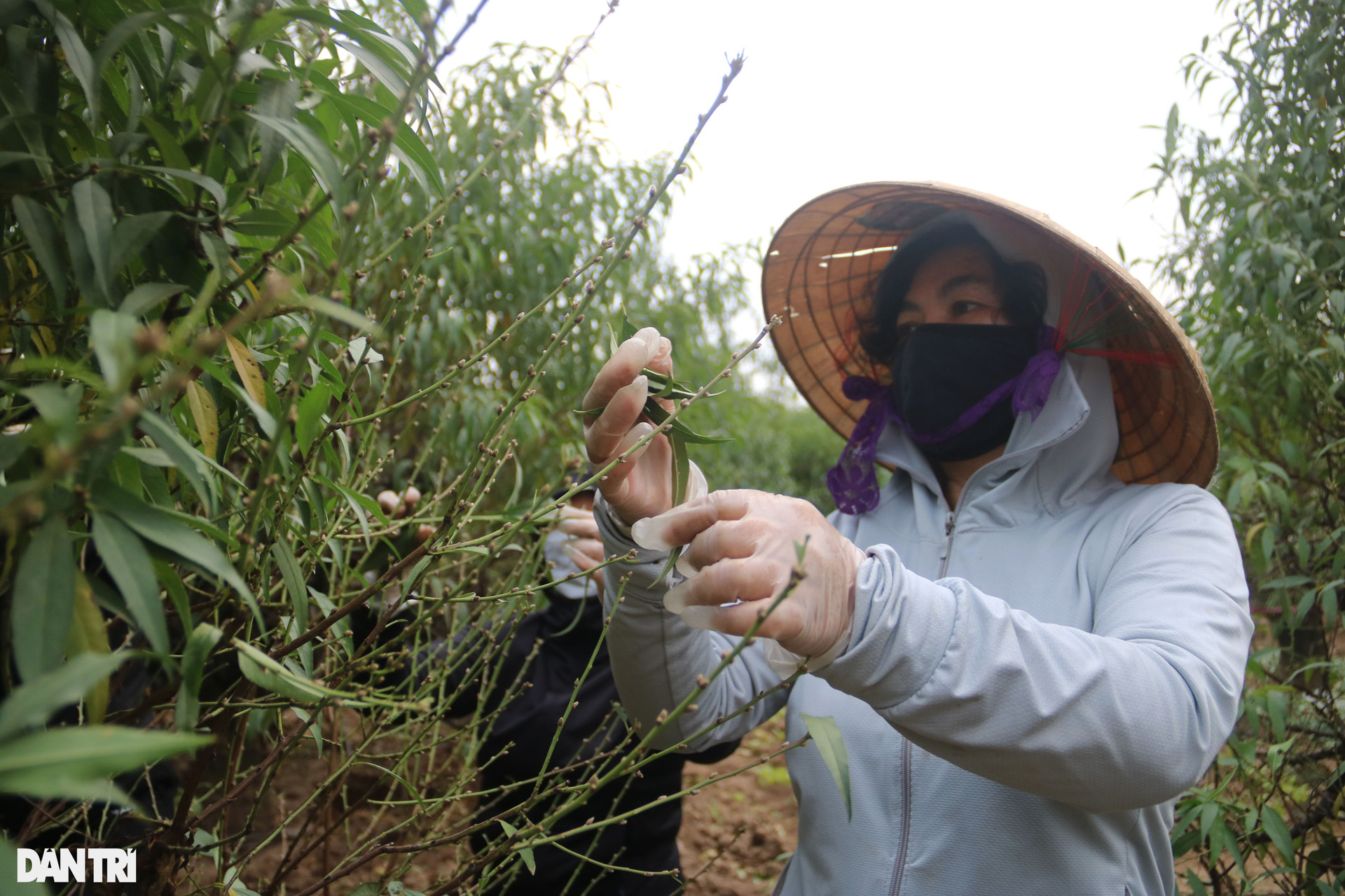 Người dân trồng đào Nhật Tân tất bật tuốt lá, lắp điều hòa cho đào Tết - 7