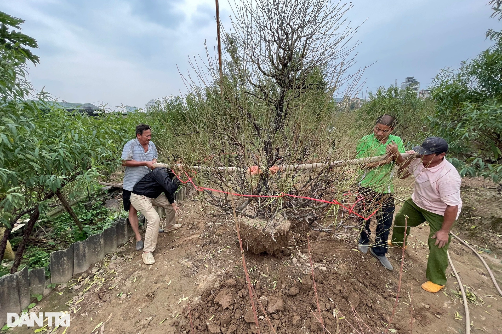 Người dân trồng đào Nhật Tân tất bật tuốt lá, lắp điều hòa cho đào Tết - 12