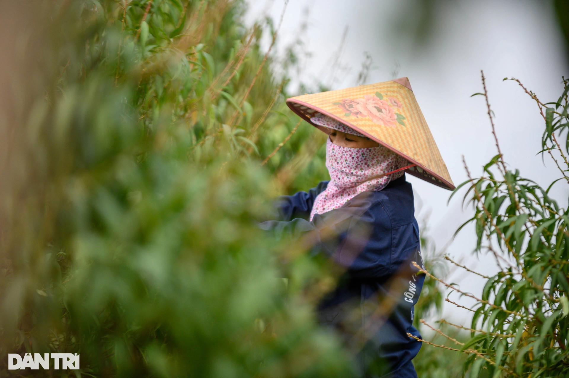 Người dân trồng đào Nhật Tân tất bật tuốt lá, lắp điều hòa cho đào Tết - 4