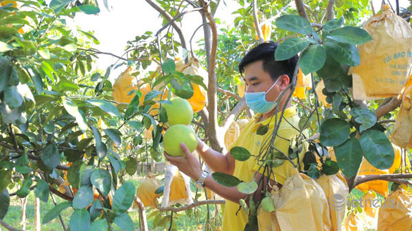 Từ bài toán tiêu thụ vải thiều đến mô hình logistics chuyên biệt cho nông sản Việt