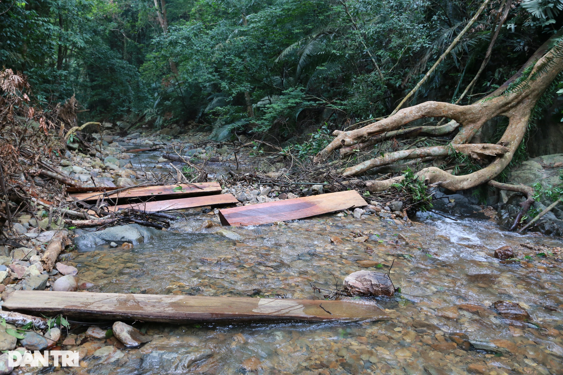 Điều tra, xử lý các đối tượng liên quan vụ chặt phá rừng đặc dụng - 3