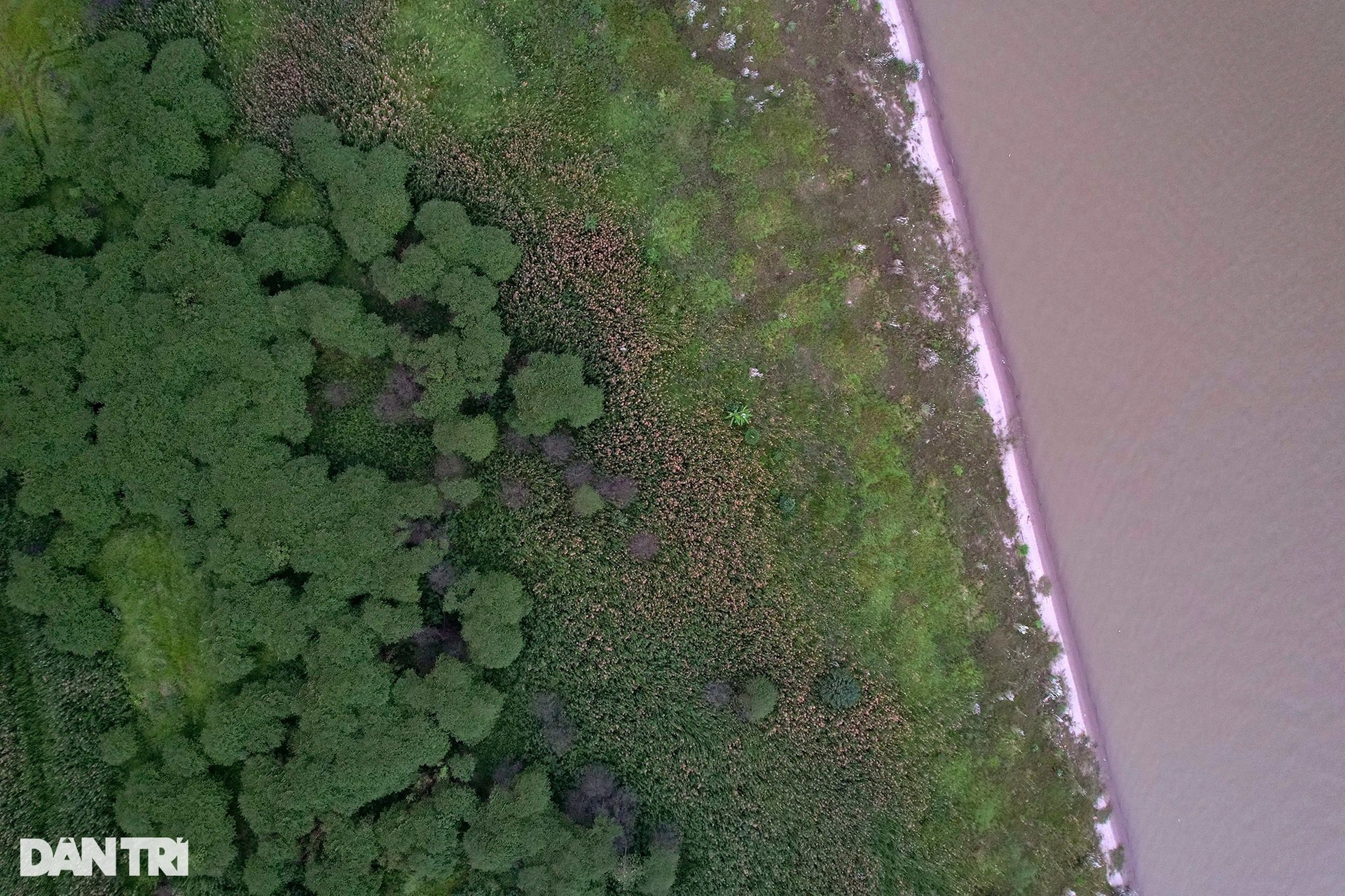 Những bãi bồi sông Hồng hoang sơ vắng dấu chân người ở Hà Nội - 8