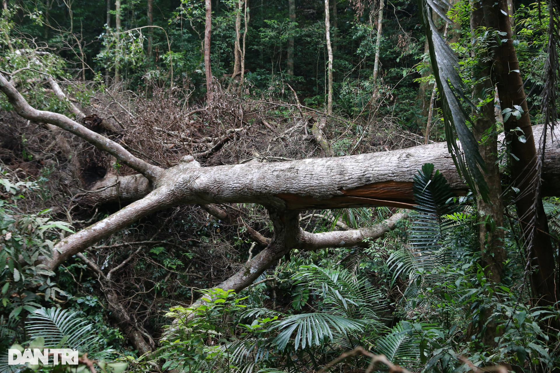 Cận cảnh những cây gỗ khủng trong rừng đặc dụng chỉ còn lại gốc - 8