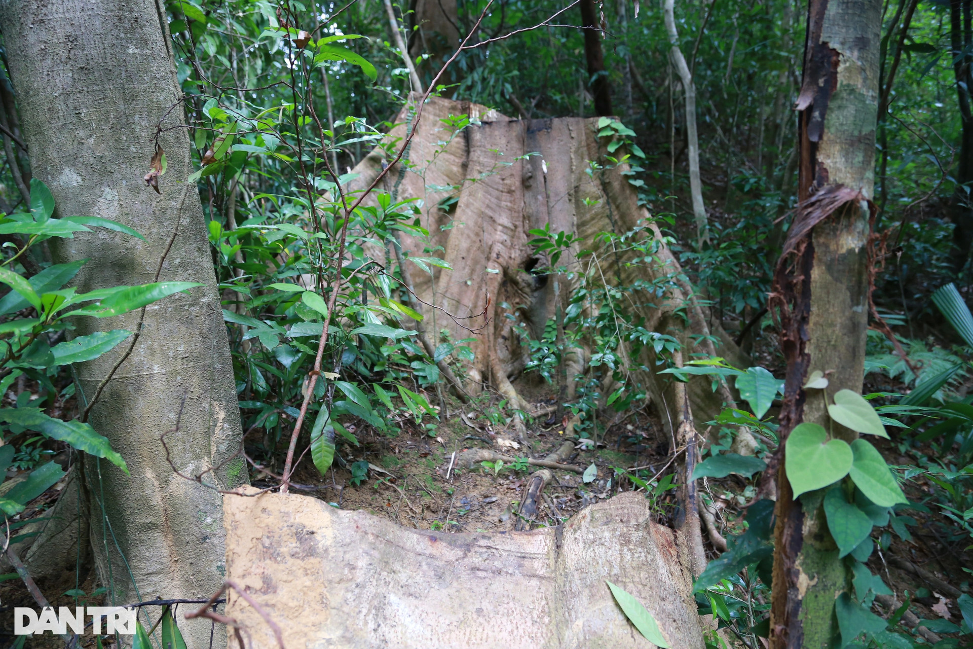 Cận cảnh những cây gỗ khủng trong rừng đặc dụng chỉ còn lại gốc - 10