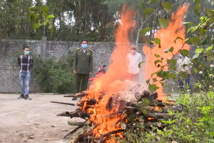 Làm rõ nguyên nhân hổ nuôi nhốt ở khu sinh thái bất ngờ chết - 1