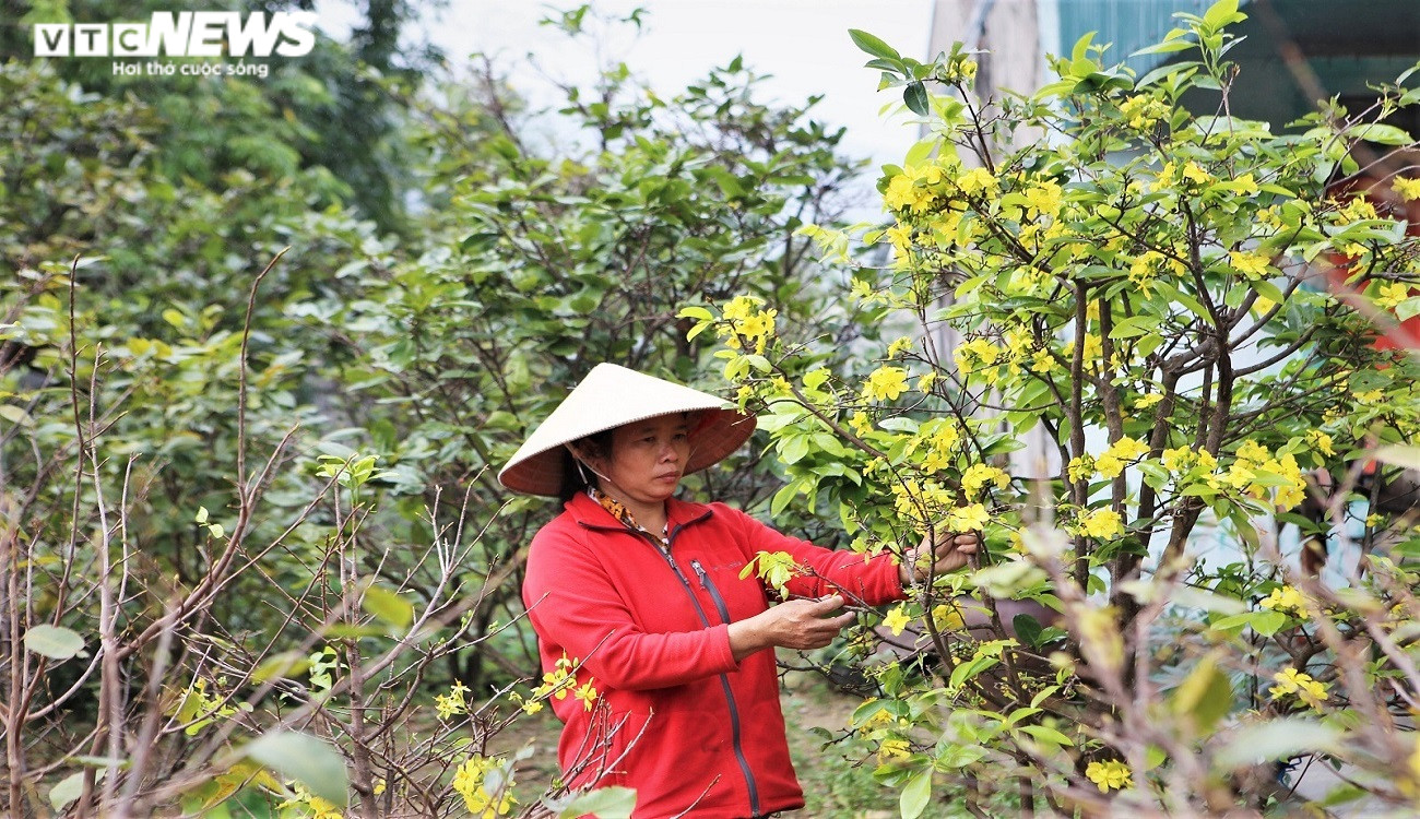 Ảnh: Mai nở vàng rực, người trồng dưới chân núi Hoành Sơn buồn thiu - 13