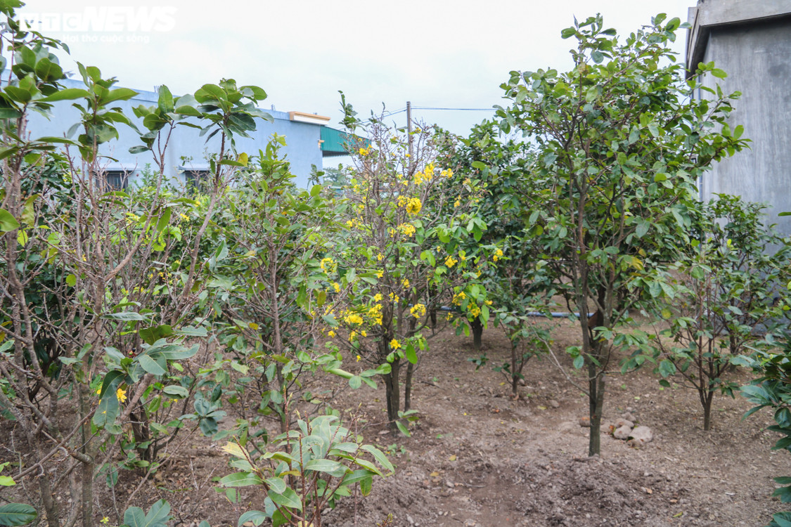 Ảnh: Mai nở vàng rực, người trồng dưới chân núi Hoành Sơn buồn thiu - 6