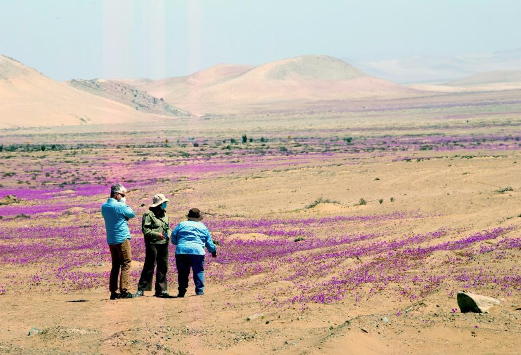 Hoa nở rộ trên sa mạc khô cằn nhất thế giới