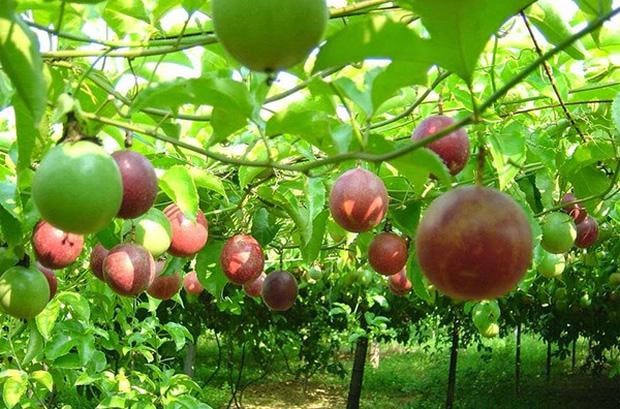 Loại quả cực rẻ tại Việt Nam nhưng chất lượng hàng đầu thế giới-1