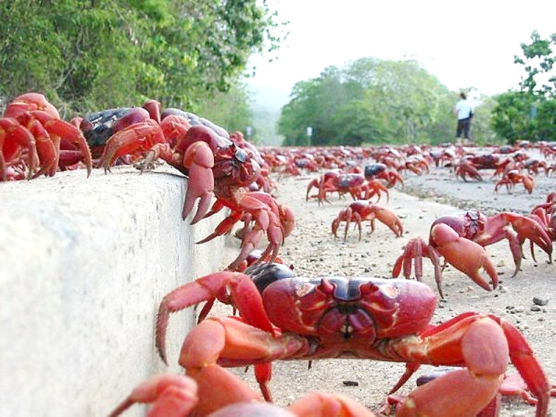 Hàng triệu con cua đỏ kéo nhau di cư nhuộm đỏ rực cả hòn đảo - 3