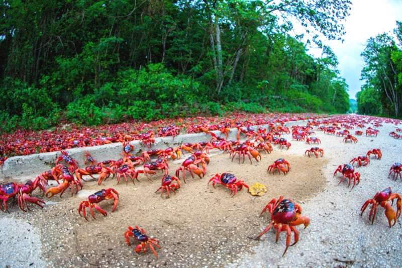 Hàng triệu con cua đỏ kéo nhau di cư nhuộm đỏ rực cả hòn đảo - 6
