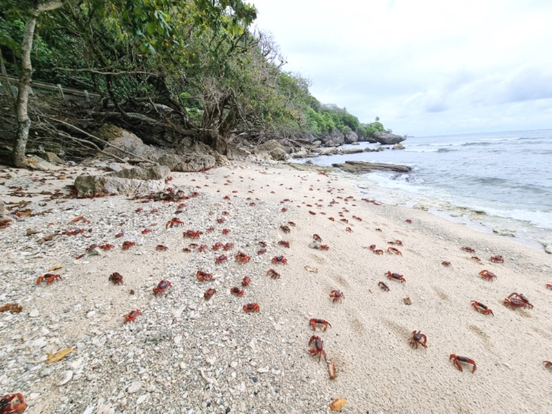 Hàng triệu con cua đỏ kéo nhau di cư nhuộm đỏ rực cả hòn đảo - 7