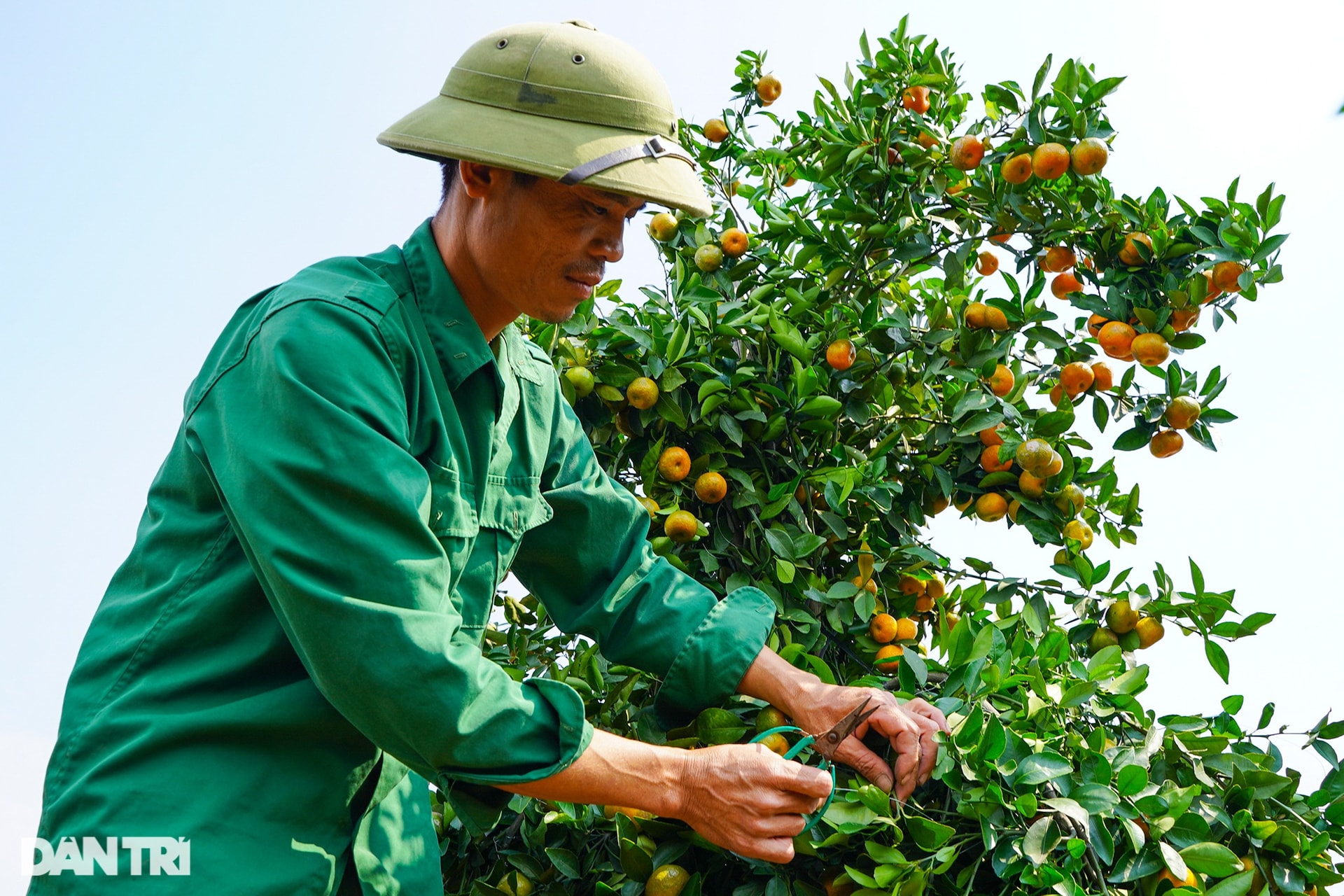 Chiêm ngưỡng những cặp quýt lục bình khủng sẵn sàng vào vụ Tết - 3 Chiêm ngưỡng những cặp quýt lục bình khủng sẵn sàng vào vụ Tết - 3