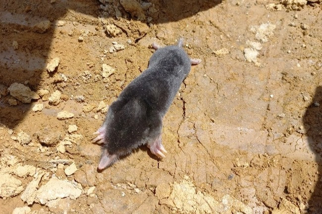 Phát hiện loài chuột chũi mới ở Tây Nguyên - 1