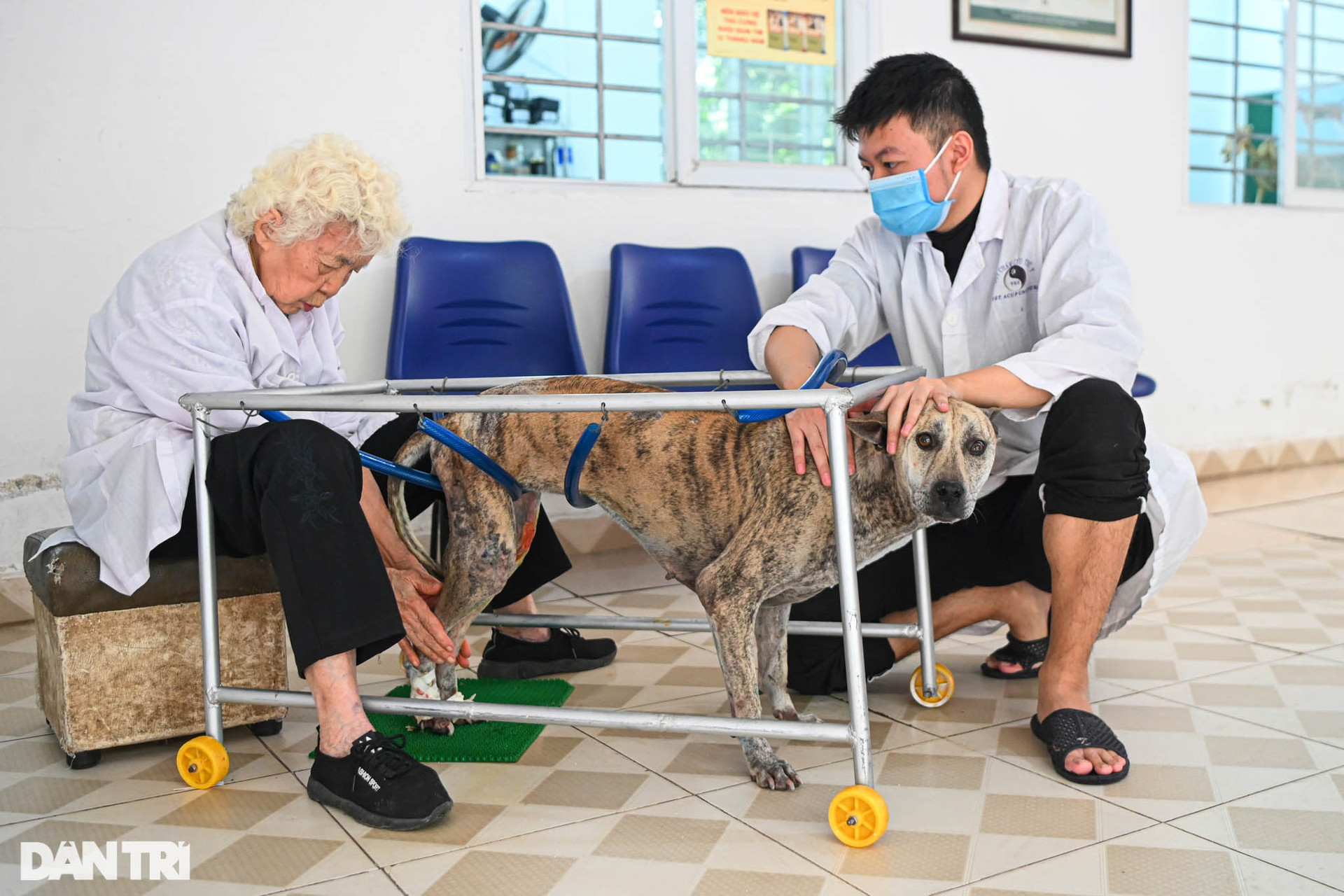 Phòng khám đặc biệt của bà giáo 88 tuổi điều trị miễn phí cho chó mèo - 9