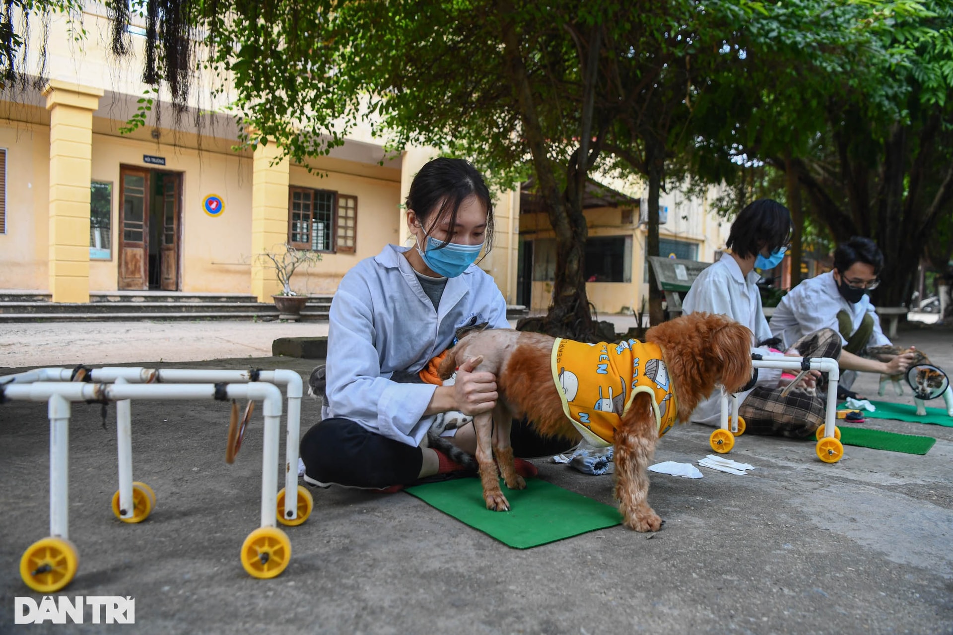 Phòng khám đặc biệt của bà giáo 88 tuổi điều trị miễn phí cho chó mèo - 11