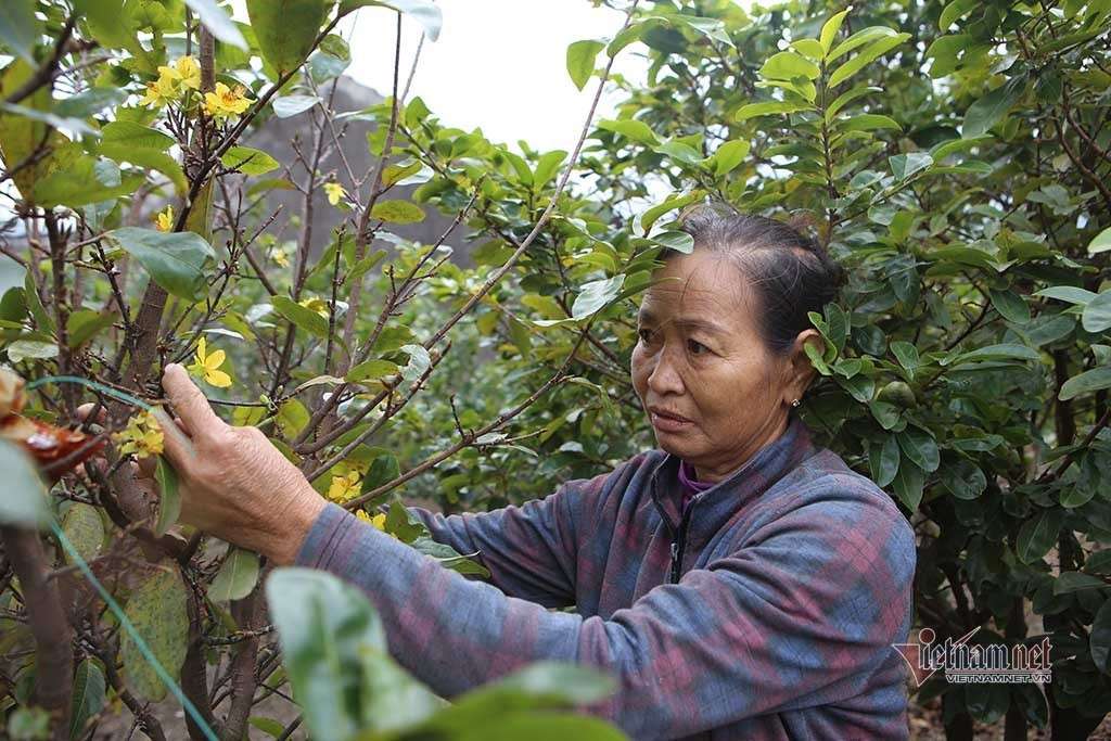 Mai rực nở sớm, khách qua đường thấy vui, chủ nhà méo mặt