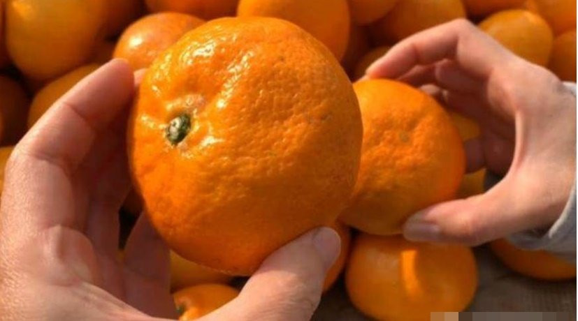 Ra chợ mua trái cây đừng chỉ chọn cam màu vàng, nhìn 6 điểm này sẽ chọn được quả ngon ngọt nhất-3
