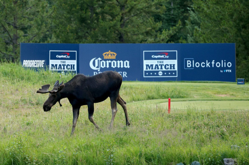 Một con nai sừng tấm đi dạo qua khu phát bóng hố 16 tại The Match kỳ 4 trên sân The Reserve ở khu nghỉ dưỡng Moonlight Basin, Montana