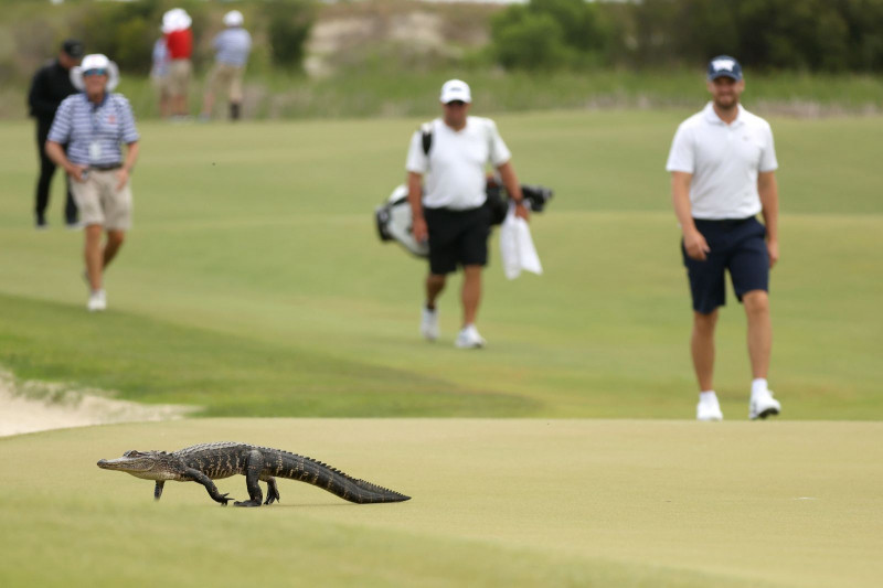Một con cá sấu vượt qua green hố 6, vòng thử sân trước thềm major PGA Championship 2021 tại Ocean Course ở Kiawah Island, Nam Carolina.