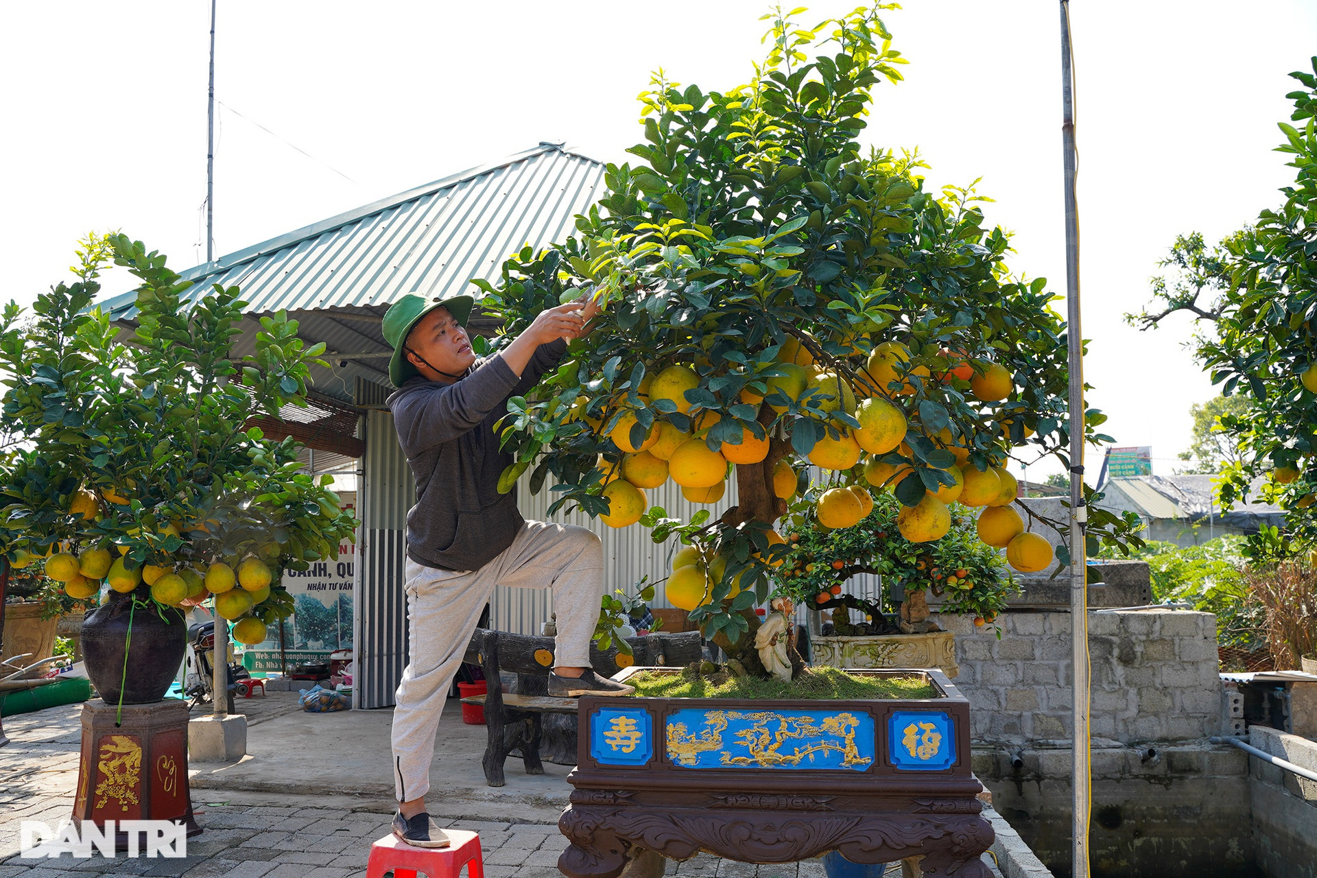 Chiêm ngưỡng vườn bưởi cảnh tiền tỷ sẵn sàng vào vụ Tết - 2