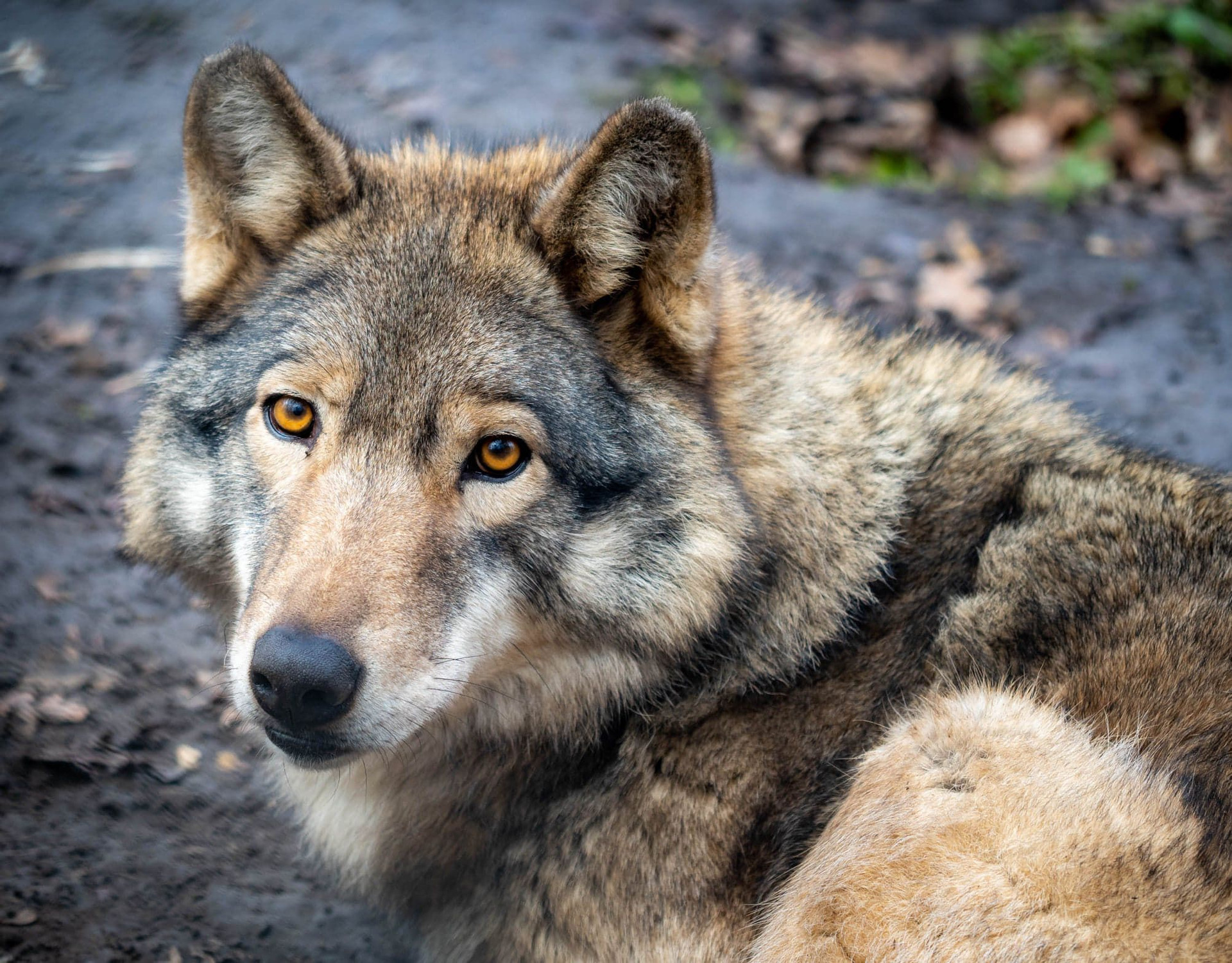 Giống sói Na Uy tuyệt đẹp chính thức bị tuyệt chủng - 1