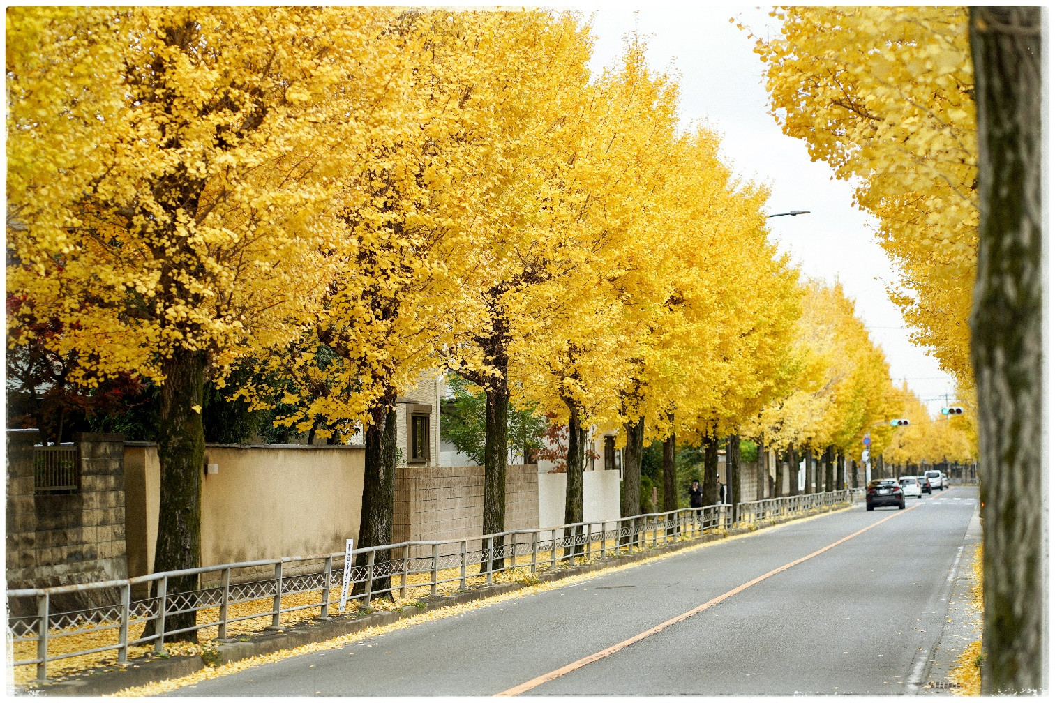 Đường phố trải thảm vàng, công viên rợp sắc đỏ ngày cuối thu ở Nhật Bản - 5