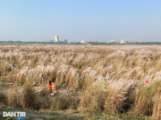 Du khách xúng xính váy áo, lặn lội 60km tới ngắm bãi cỏ lau đẹp nhất Hà Nội - 1