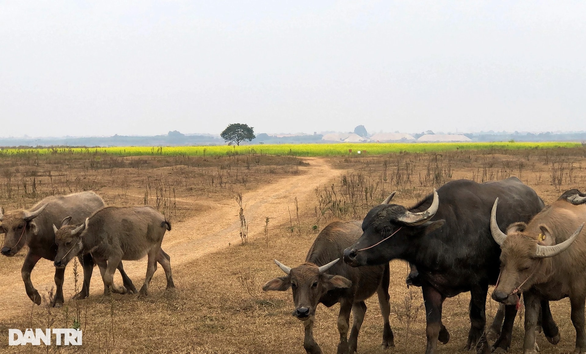 Ruộng hoa cải đẹp ven sông Hồng thất thu vì dịch, cấm khách ra vào chụp ảnh - 1