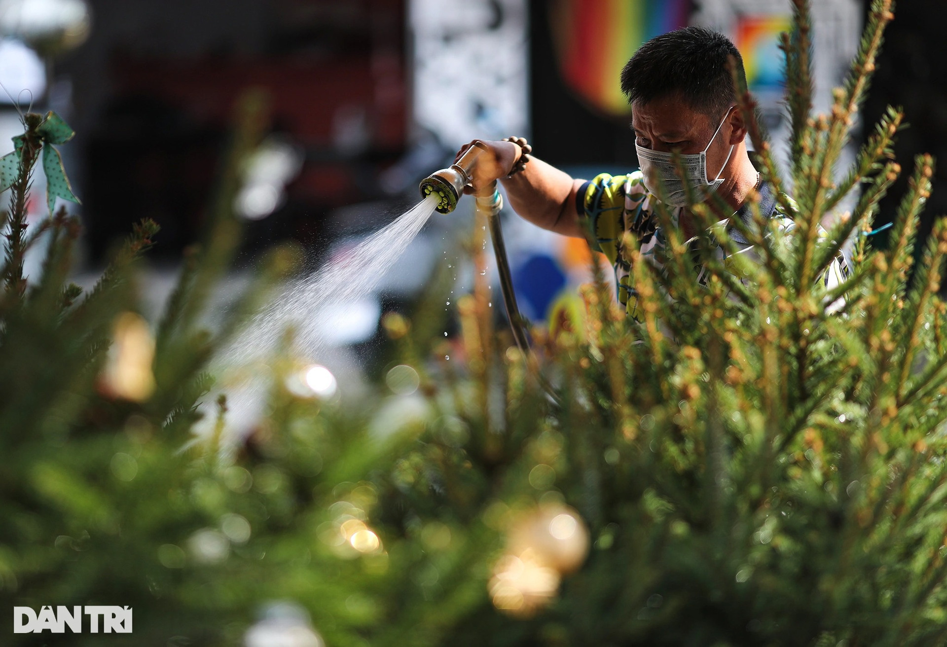 Cây thông Noel nhập khẩu xứ lạnh châu Âu bày bán khắp vỉa hè Sài Gòn - 5
