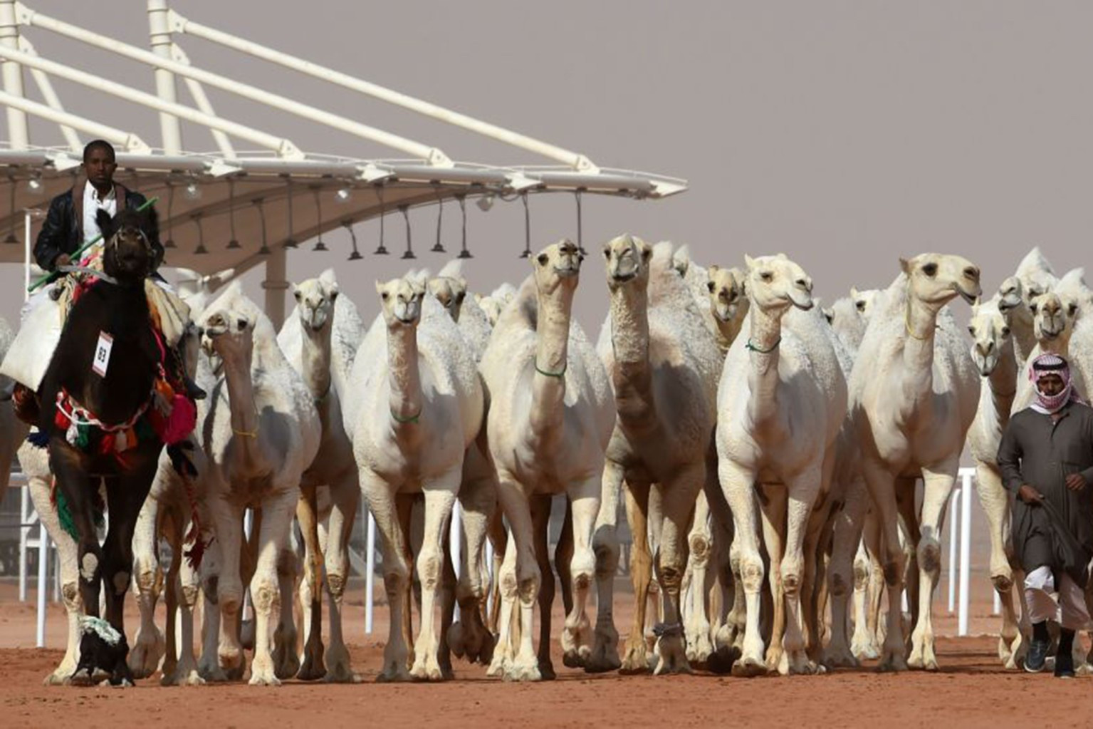 Hơn 40 con lạc đà bị loại khỏi cuộc thi hoa hậu vì... phẫu thuật thẩm mỹ - 2