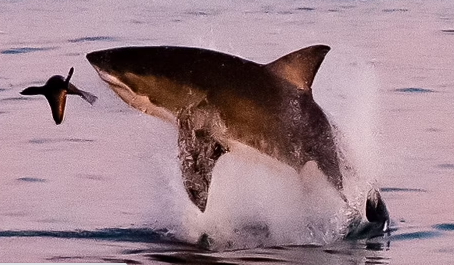 Khoảnh khắc kinh ngạc hải cẩu con thoát khỏi hàm cá mập trắng trong gang tấc