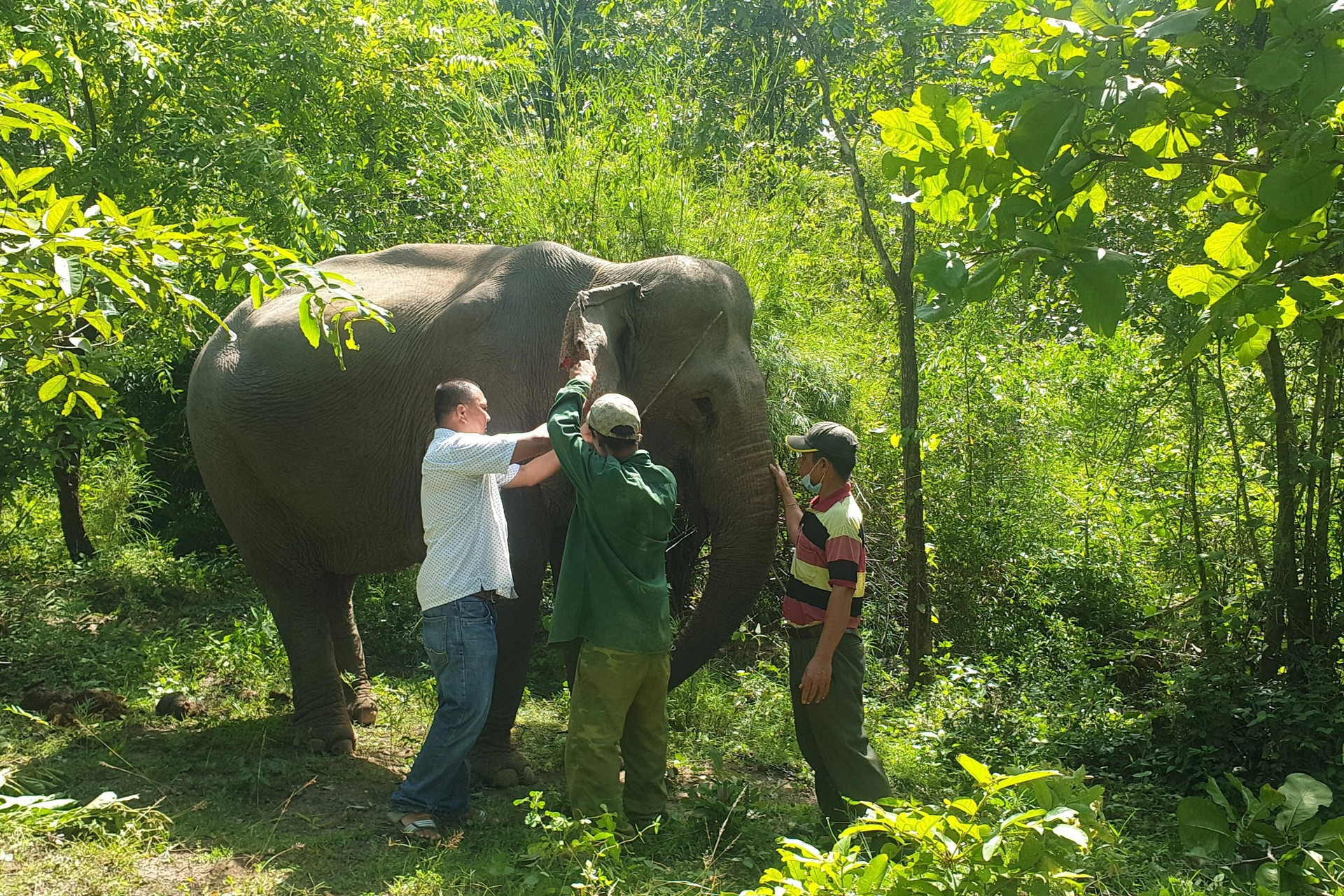 Đắk Lắk hỗ trợ chủ voi trên 400 triệu đồng nếu voi sinh sản - 2