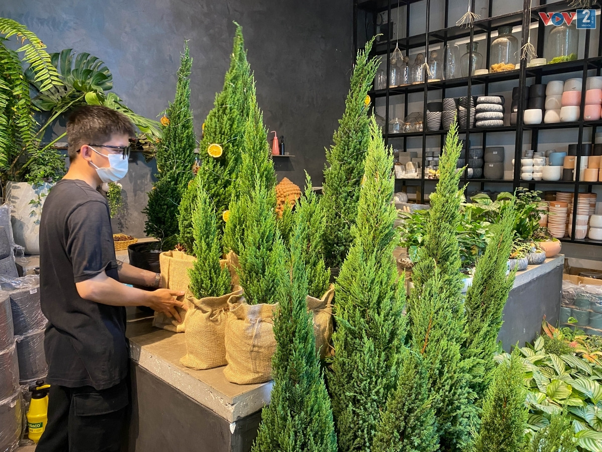 Hiếu – nhân viên một cửa hàng bán cây cảnh trên phố Tây Sơn (Đống Đa, Hà Nội), cho biết, từ cuối tháng 11 đã có rất nhiều khách đặt mua cây tùng để trang trí Noel.