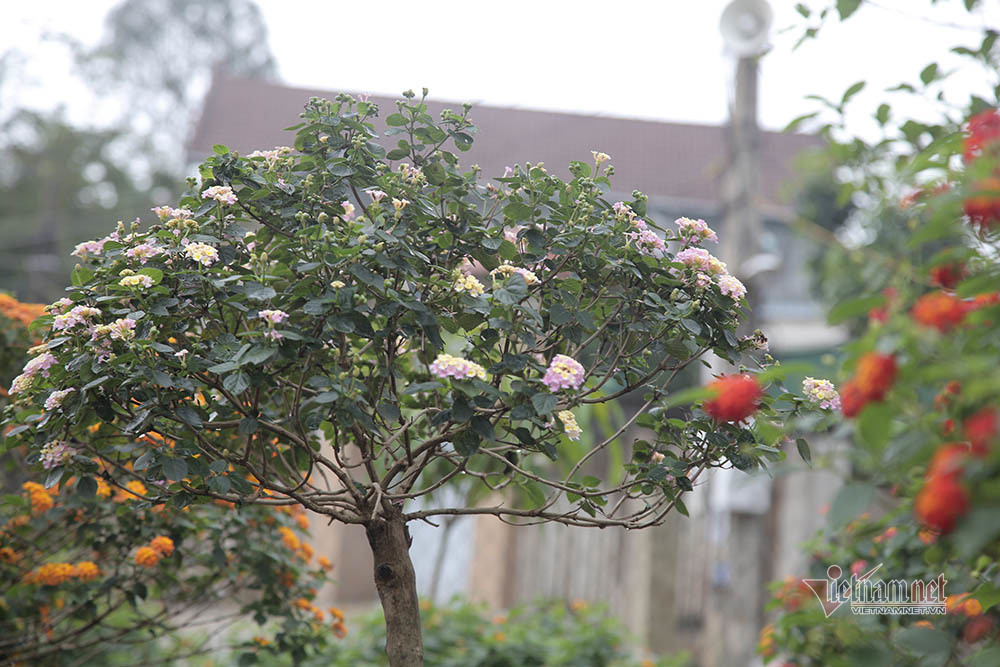 Cây hoa 5 màu nở trên thân cây dại: Hàng lạ tết này, ra giá tiền triệu